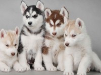 Husky Siberiano