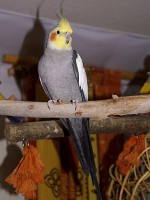 Ninfa