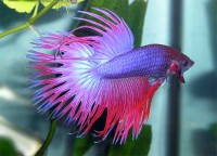 Betta macho cola corona