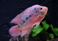 Cichlaosma Flowerhorn