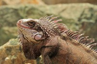 Iguana