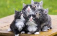 Maine Coon
