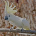 Cacatúa