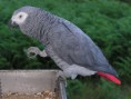 Loro gris