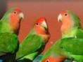 Agapornis
