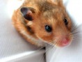 Hamster