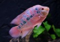 Cichlaosma Flowerhorn