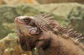 Iguana